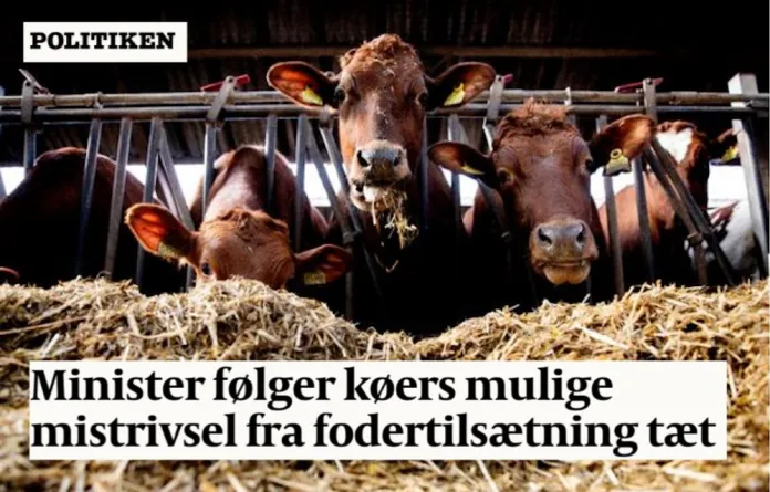 Bovaer-skandalen i Danmark: Kyr kollapser og må avlives